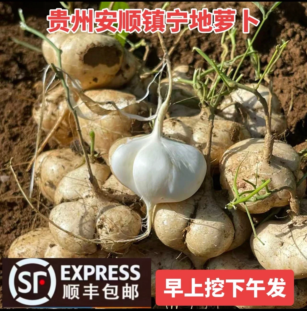 顺丰包邮贵州安顺镇宁地罗卜新鲜沙土种植脆甜地瓜凉薯现挖水果16