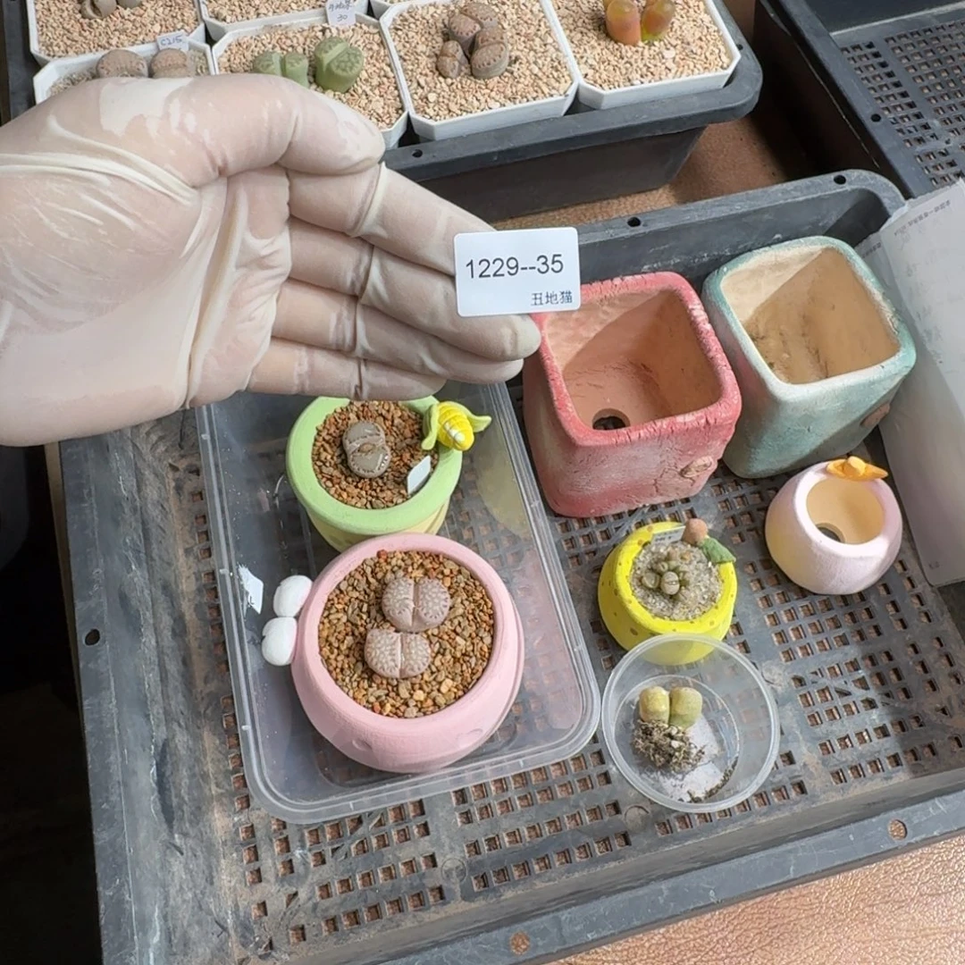 a***砹1229-035盆盆盆盆盆盆p