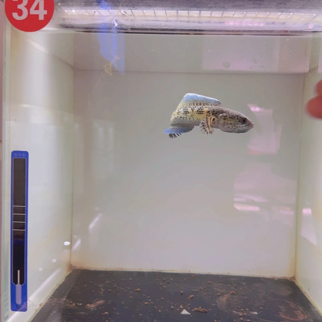 雷龙鱼34号黄金眼镜蛇雷龙鱼