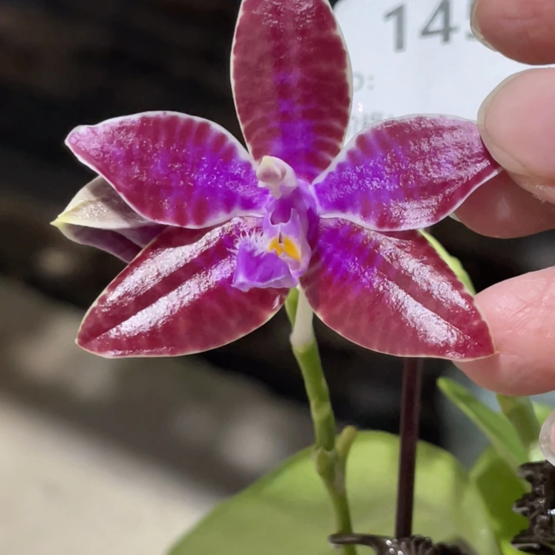 完全开放SWR红路德-1458