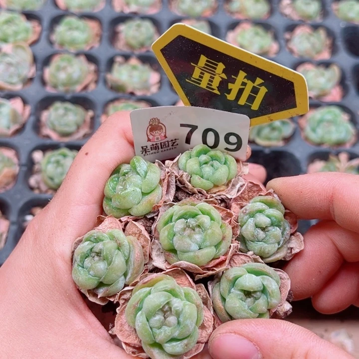 多肉植物多肉植物