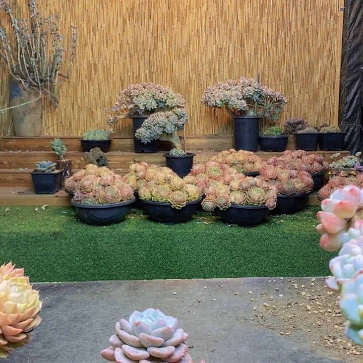 燕***儿354 多肉植物多肉植物