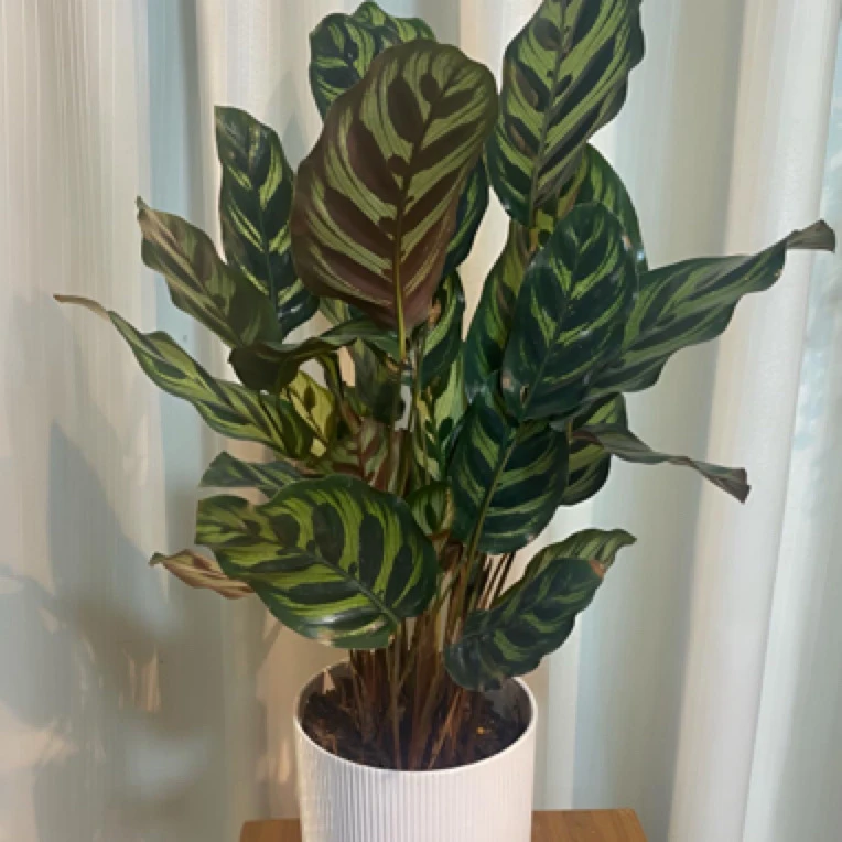 孔雀竹芋带盆栽绿植花卉四季常绿植物好养室内客厅阳台办公室
