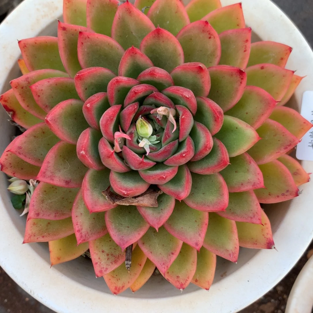 5736杂交精品基地12厘米