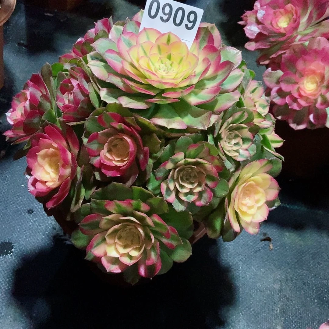 红陶纯0909荔枝4冠服23.25多肉