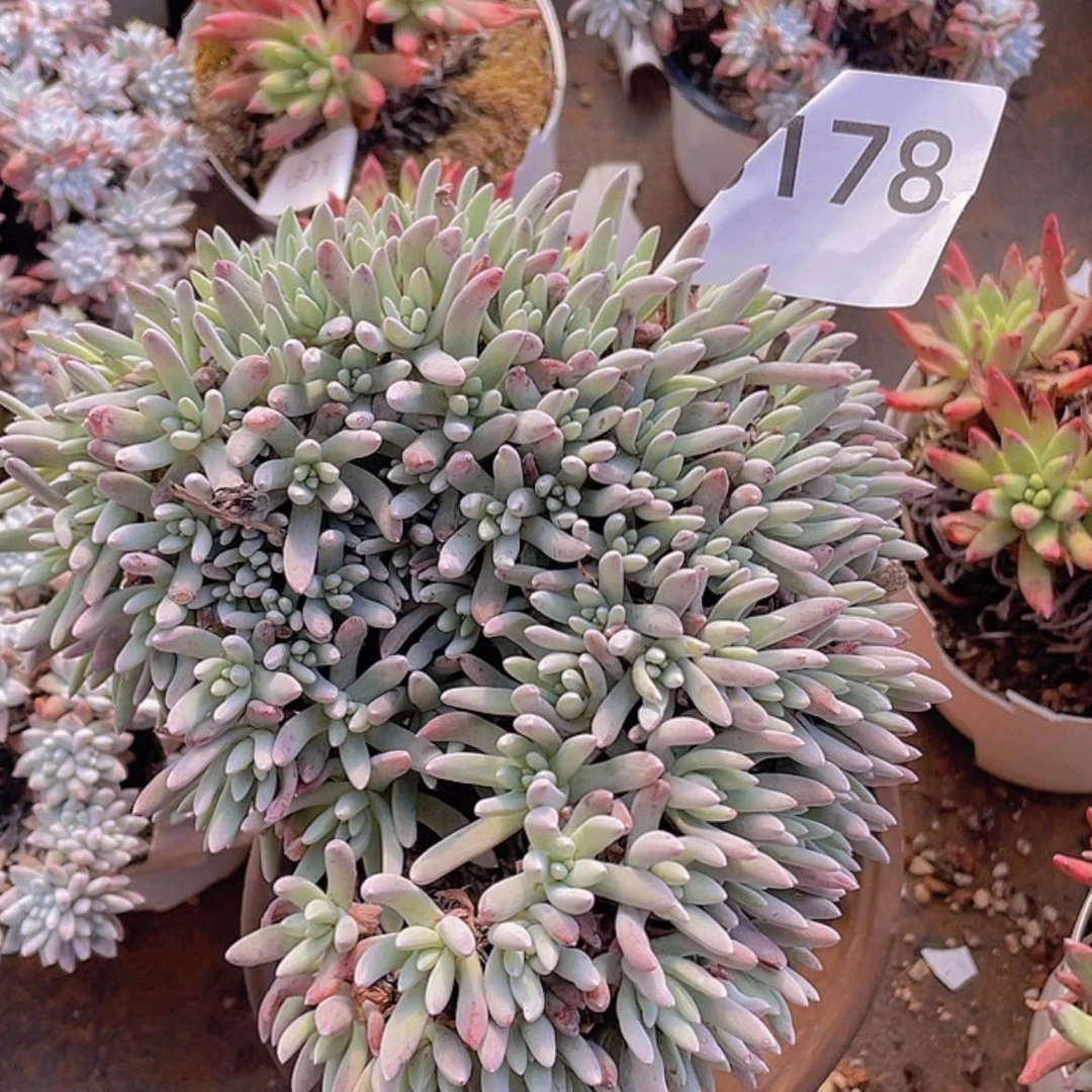 【闪购商品】白鹭白鹭