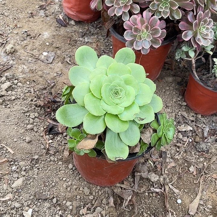 八尺玫瑰玫瑰玫瑰