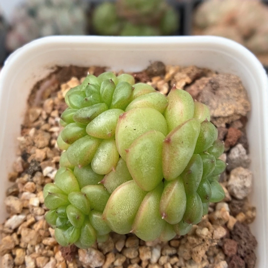 绿妖群生可拍964号。