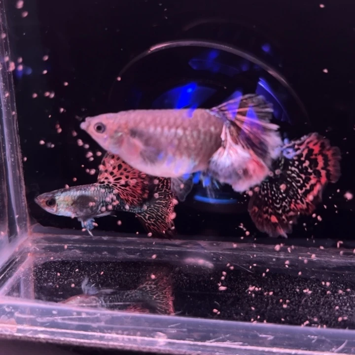 孔雀鱼精品爆绒红龙1对