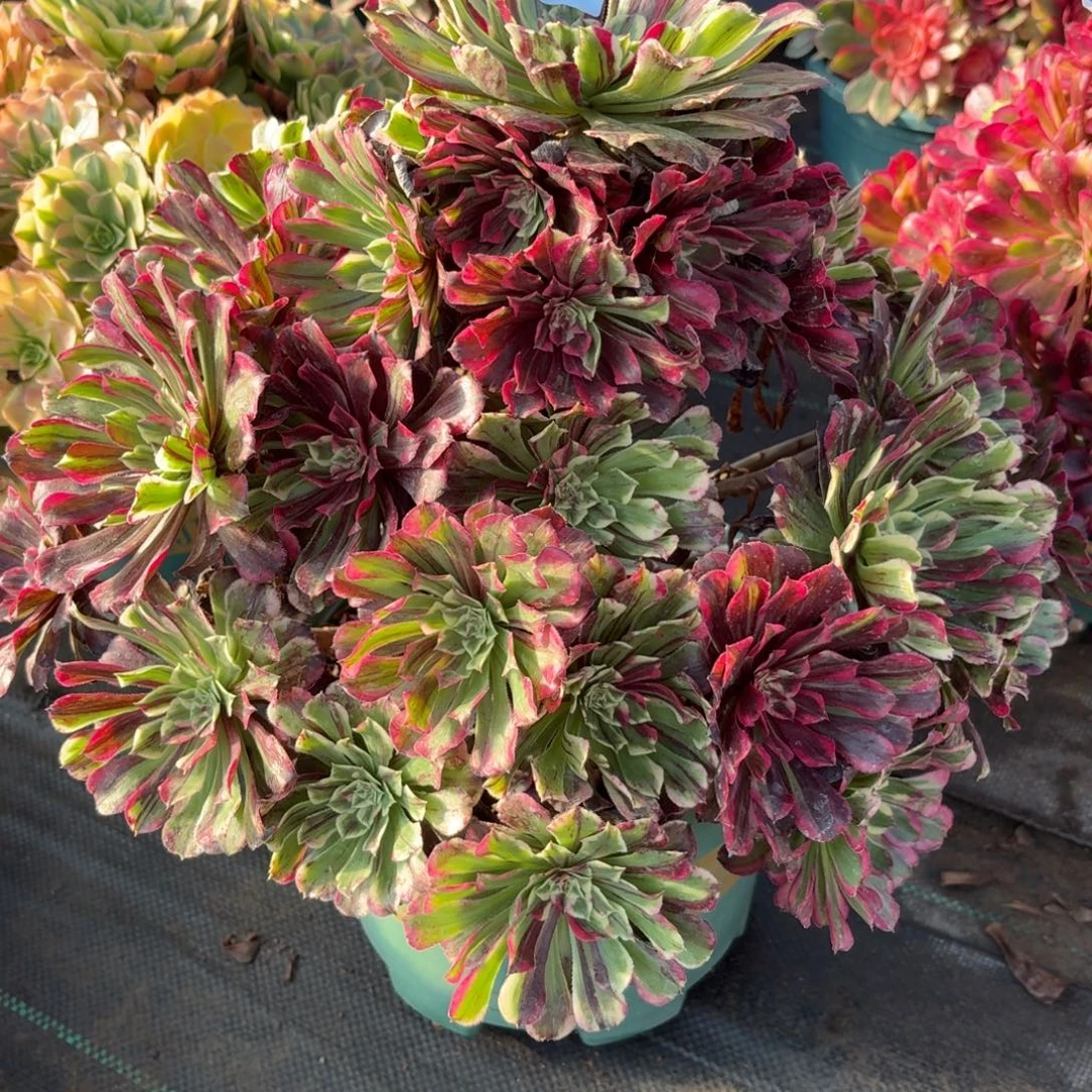 869同花顺多肉植物福利