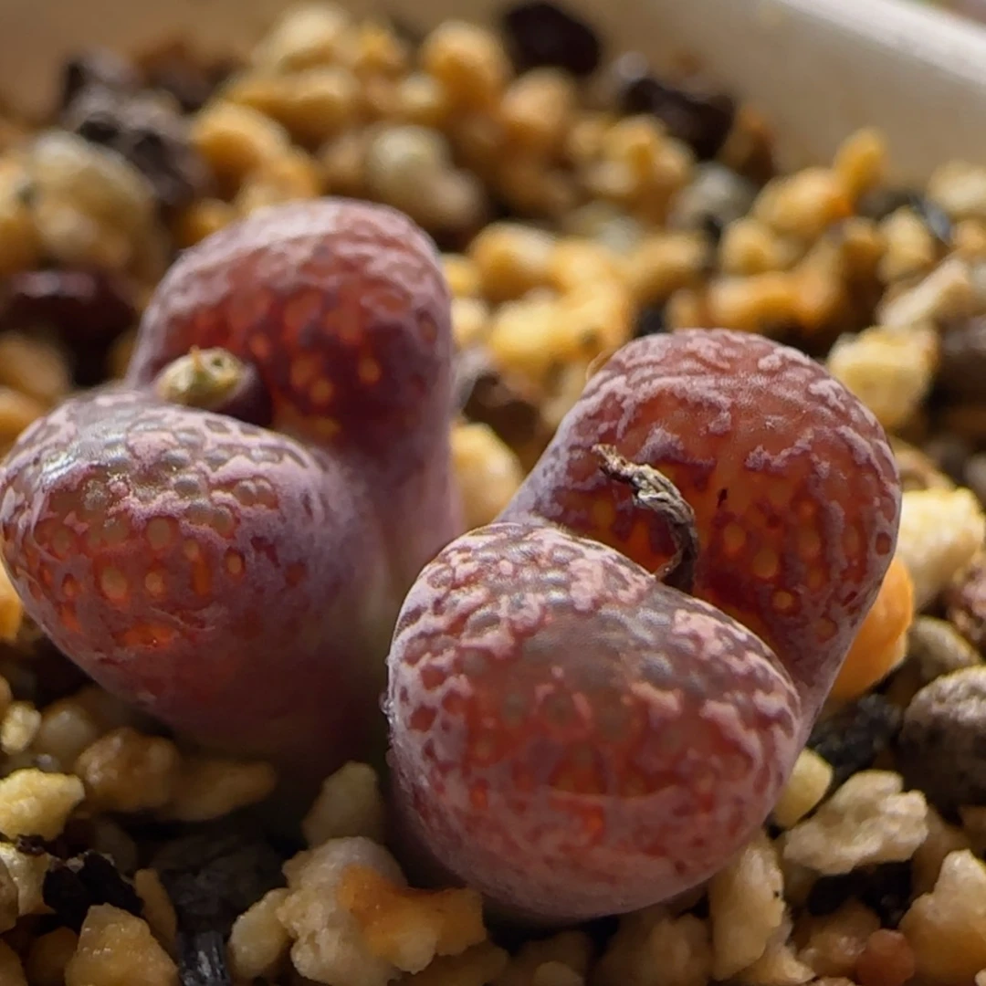 【闪购商品】0626马克李子