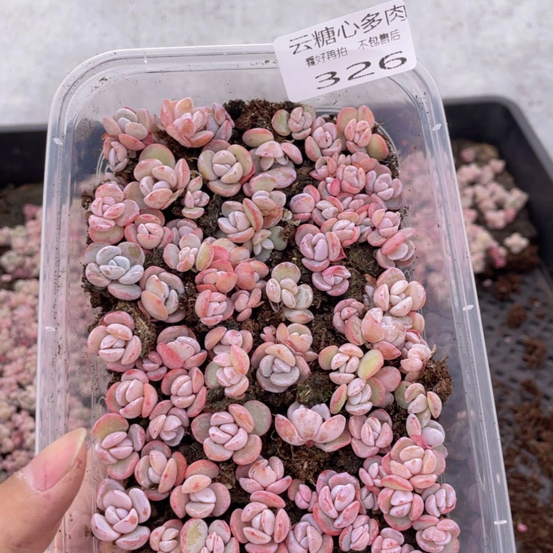 云糖心多肉植物326