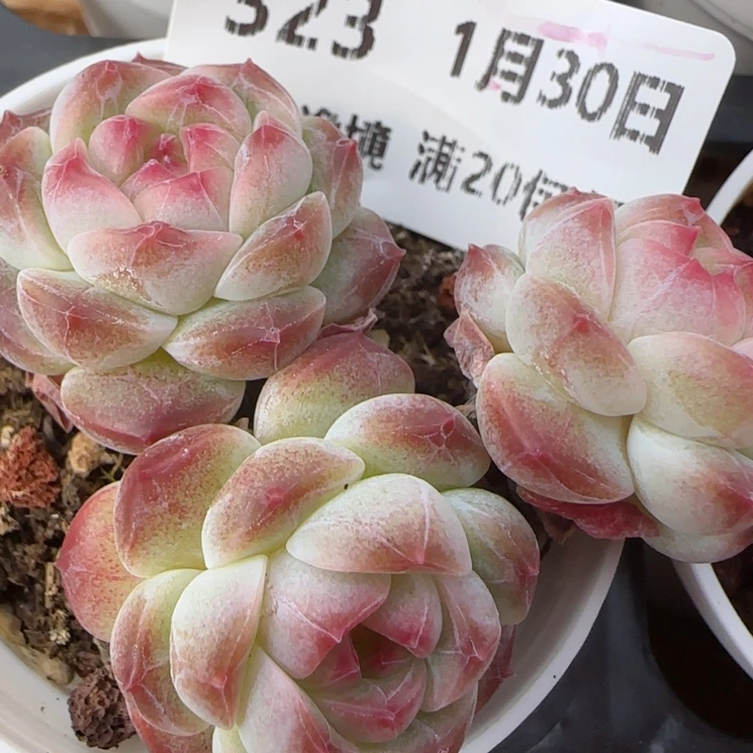 花语逸镜0130-323