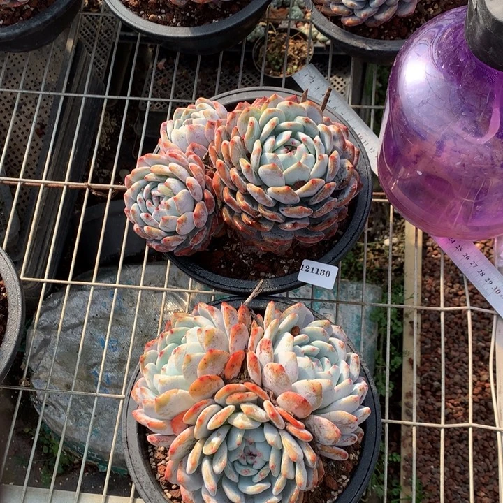 121130两个嗯嗯嗯嗯嗯嗯嗯加油