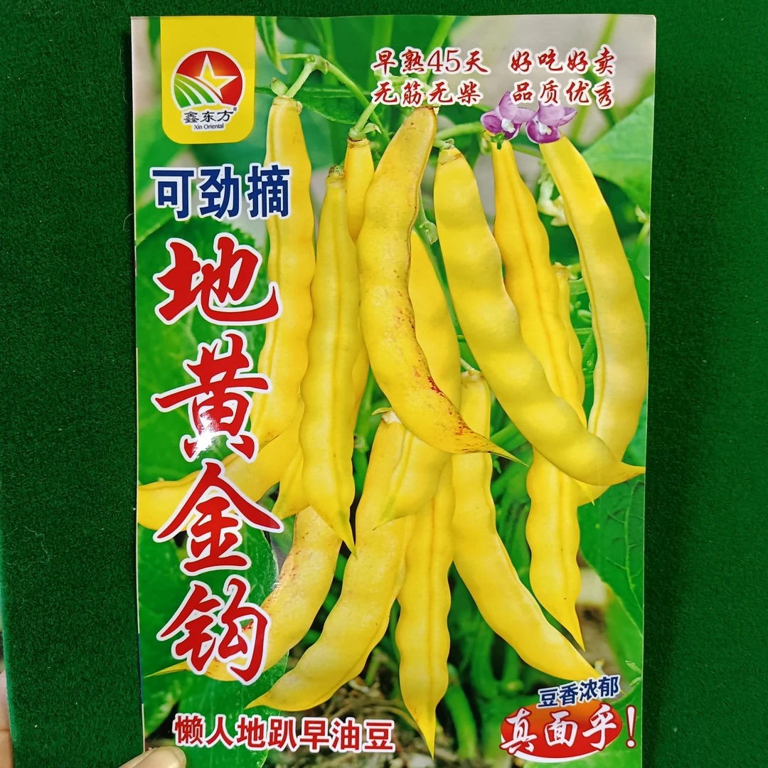 不搭架地黄金钩豆角种子
