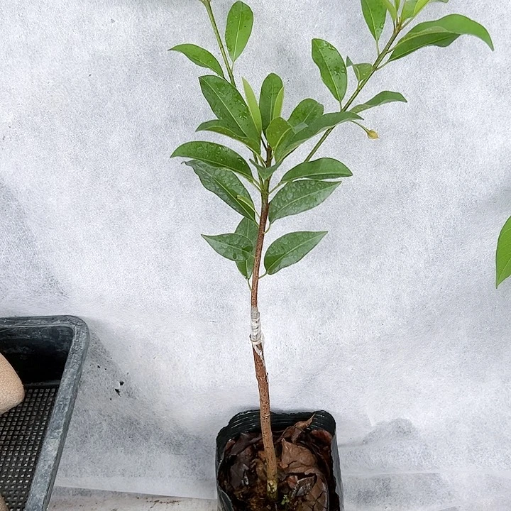 珍珠芭乐用****22998888