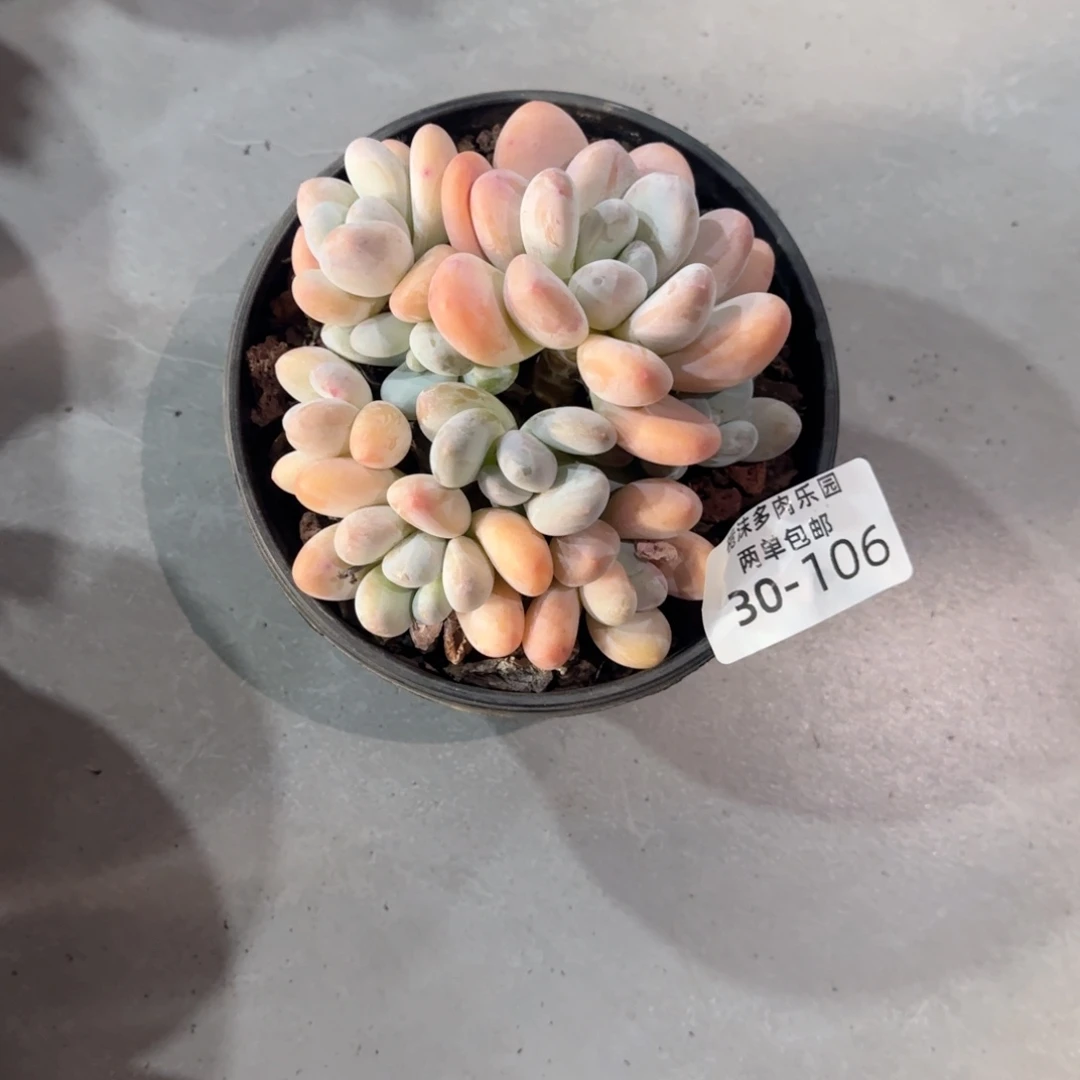 静***以30-106香水多肉植物