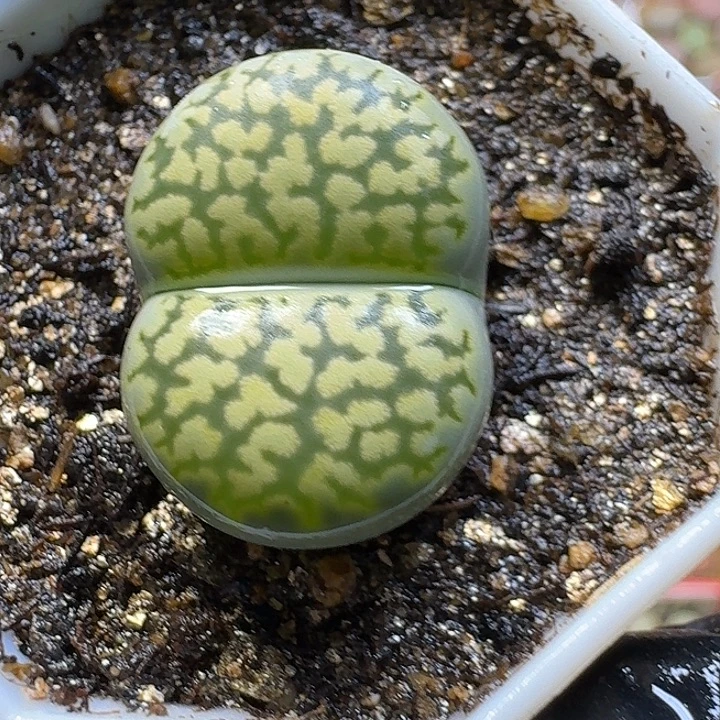 生石花23:：。    25号