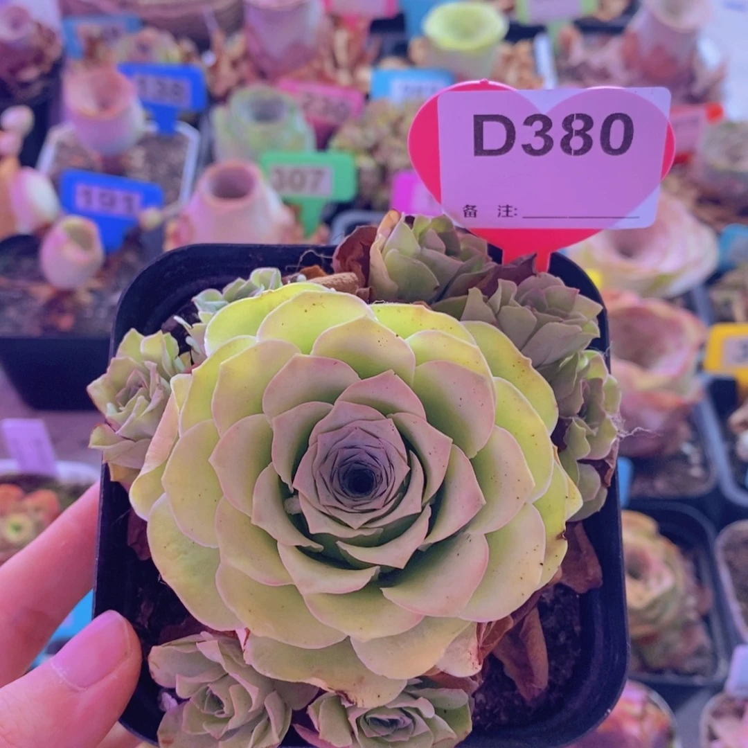 山地玫瑰一物一拍美菱380