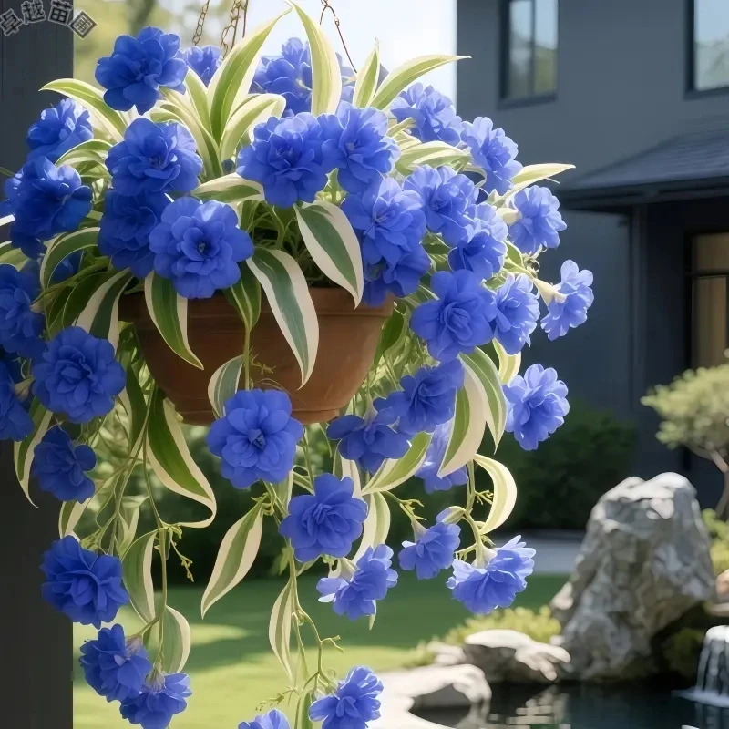 金心金边大花吊兰四季开花浓香型驱蚊花卉盆栽好养