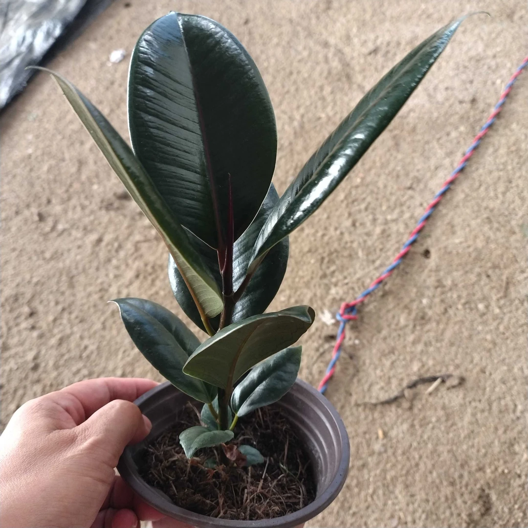 黑金刚绿植盆栽橡皮树盆栽室内四季长青净化空气绿色观叶绿植植物