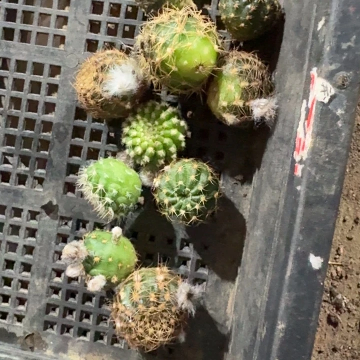 239丽花2个很小2公分左右无根侧牙，20包邮
