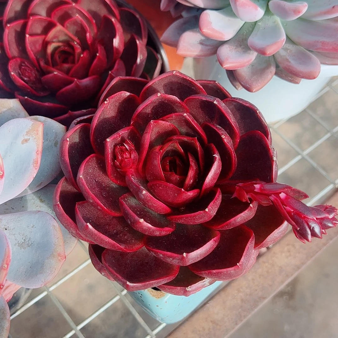 红灯大单头精品特价精品