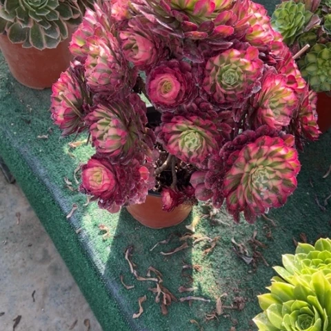 石*娃111铜壶锦手捧多肉，