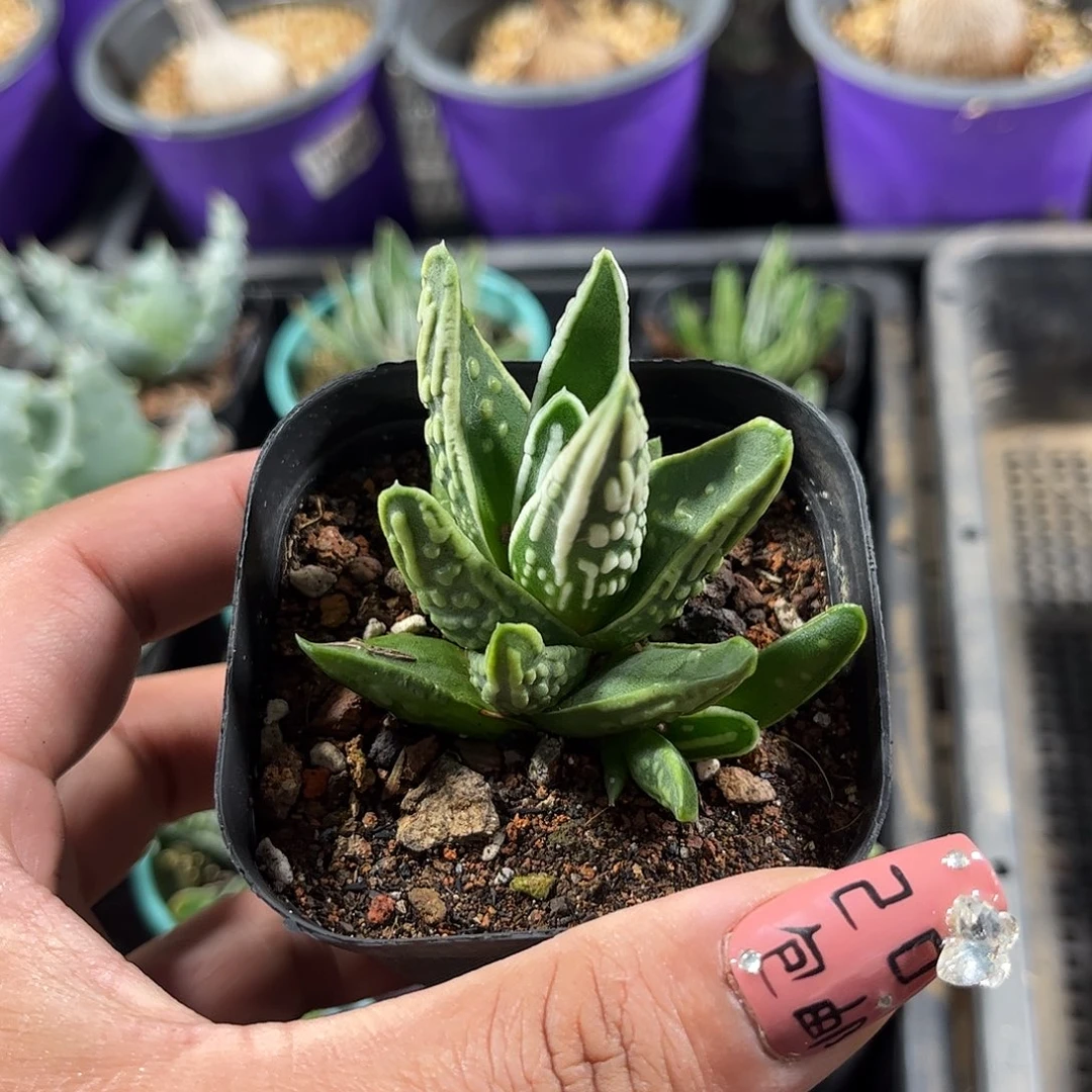 天使之泪单头发货单头