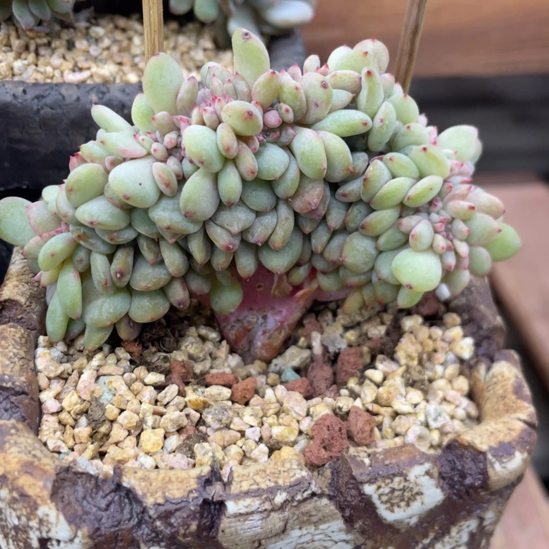 糖心星影缀化小树七公分