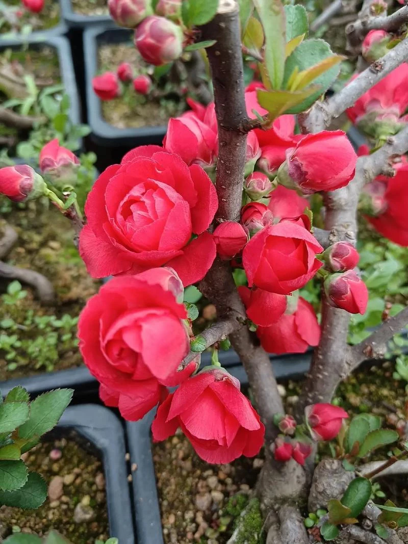 花卉一物一拍,直播。对版发货