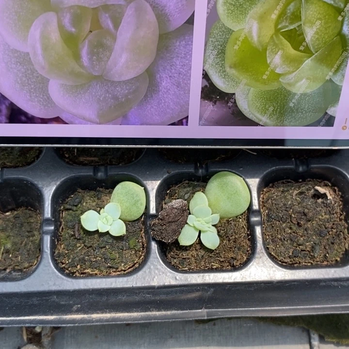 青柠芽苗一个多肉量