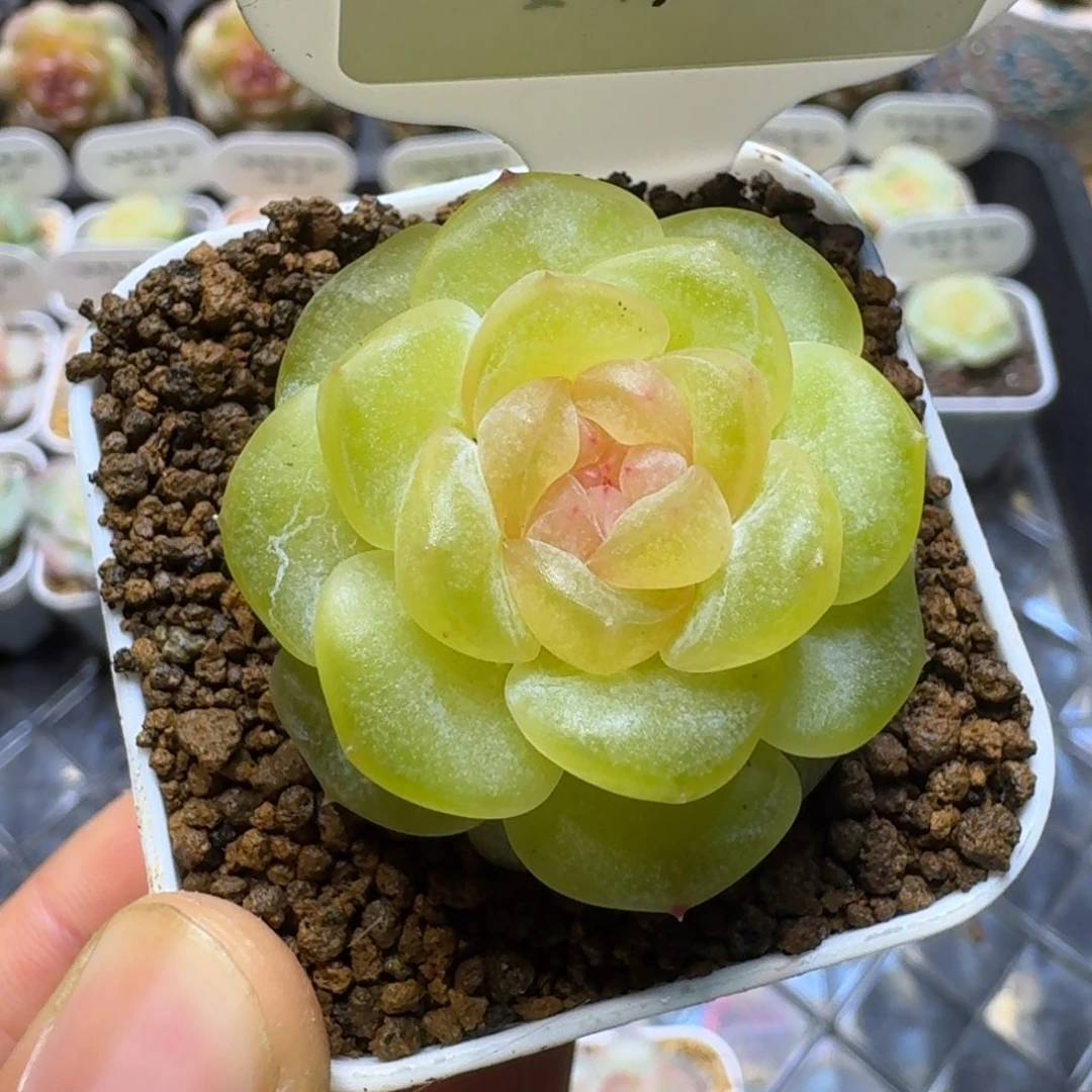 1110-25-荔枝冻单头一颗