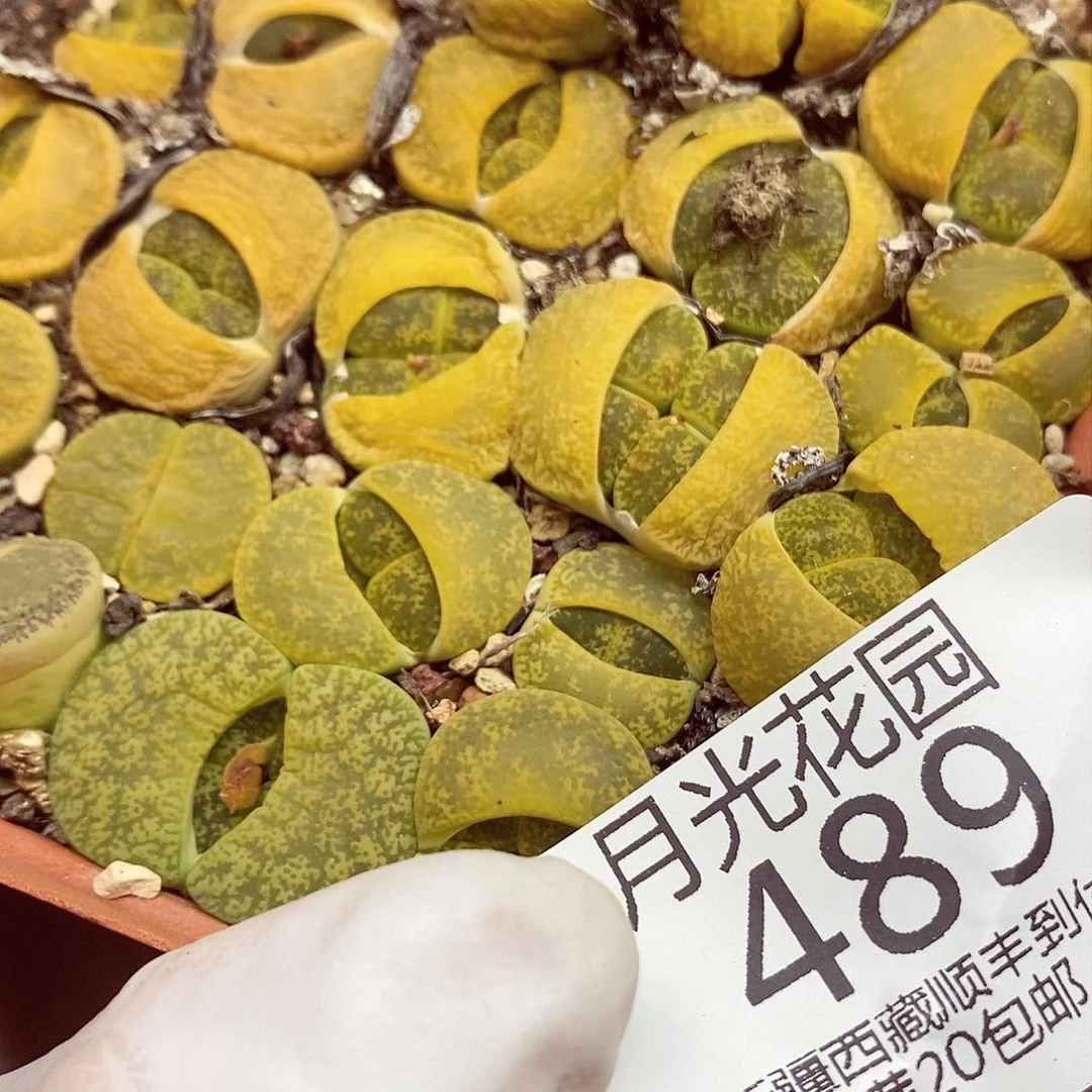 我还想和他们出去耍会489