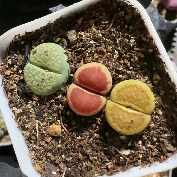 生石花1111。   593