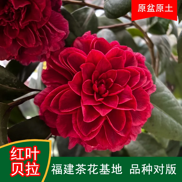 红叶贝拉盆栽树苗带花苞耐寒四季常青冬季开花基地直销山绿植