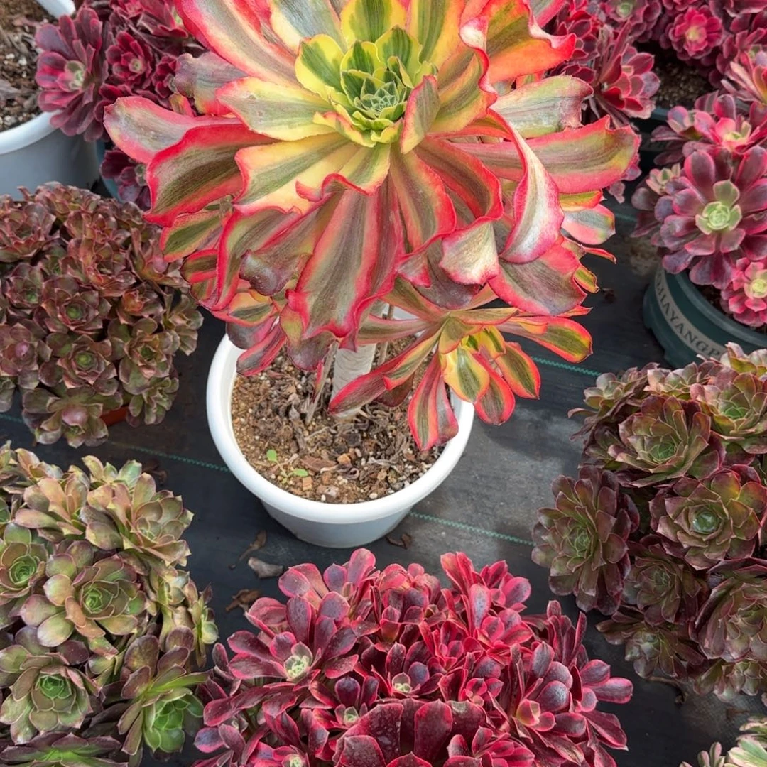 四***️6272多肉魅影多肉