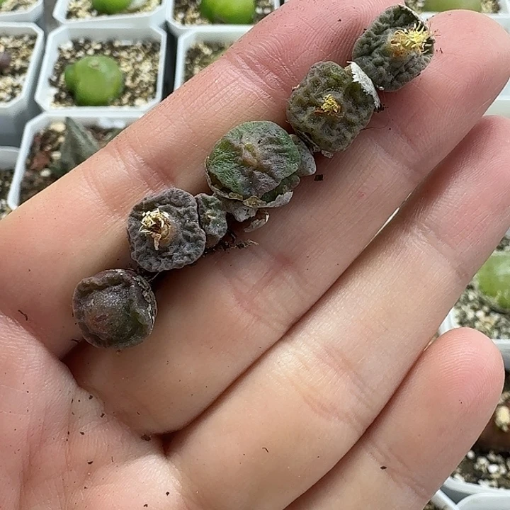老马生石花方烧904
