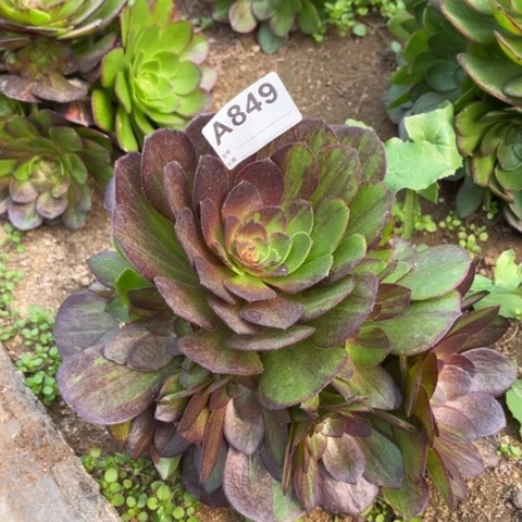 多肉植物花月夜捧花