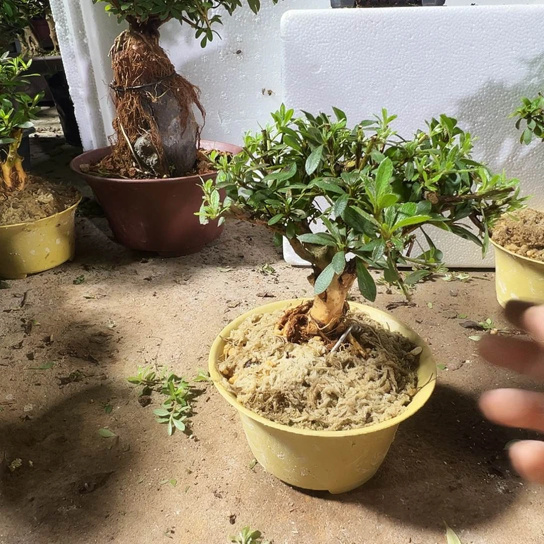 无花朵日光杜鹃花