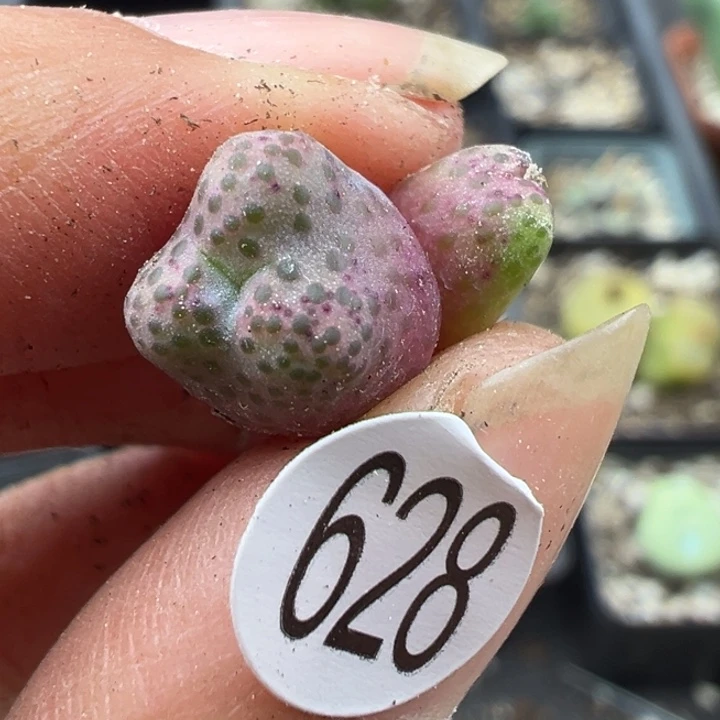 628号111111111111111