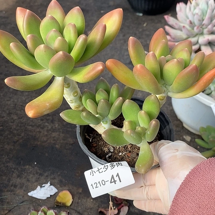 小七夕多肉金蝉41