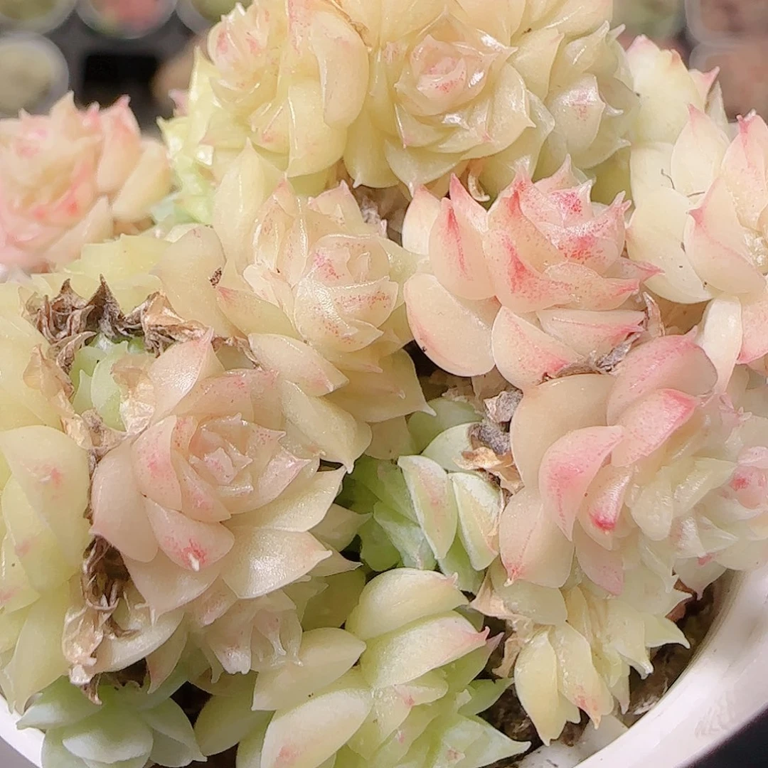 花语逸镜1123-277散