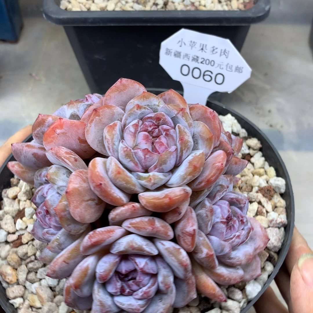 绿底紫心060/12cm6头