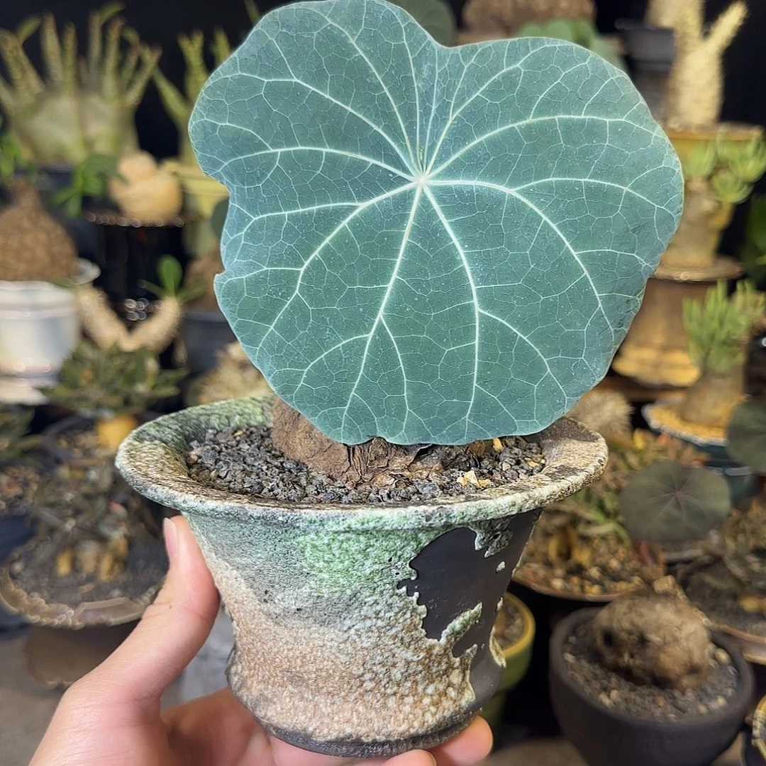 一物一拍老家一叶龟12