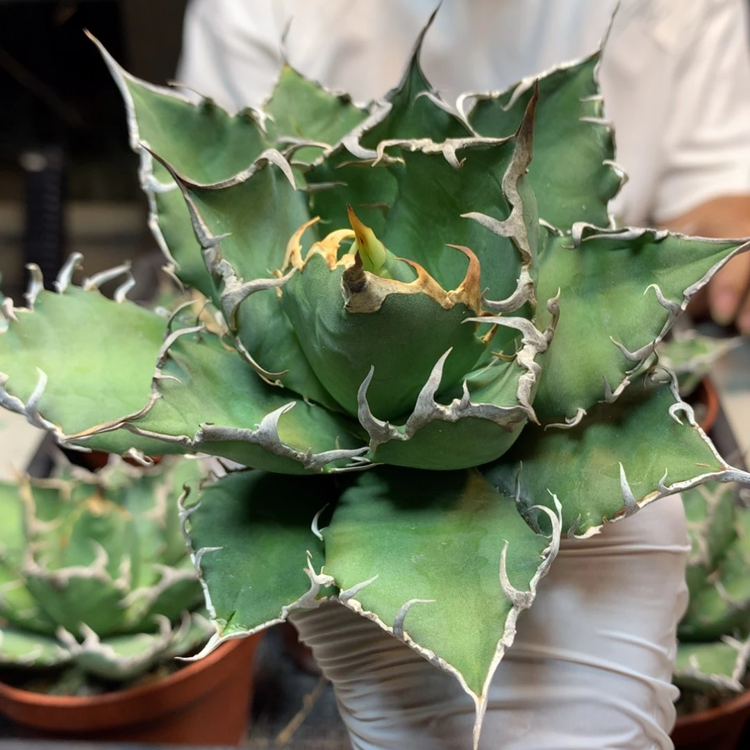 凯撒 仁王冠   叶展11公分起发