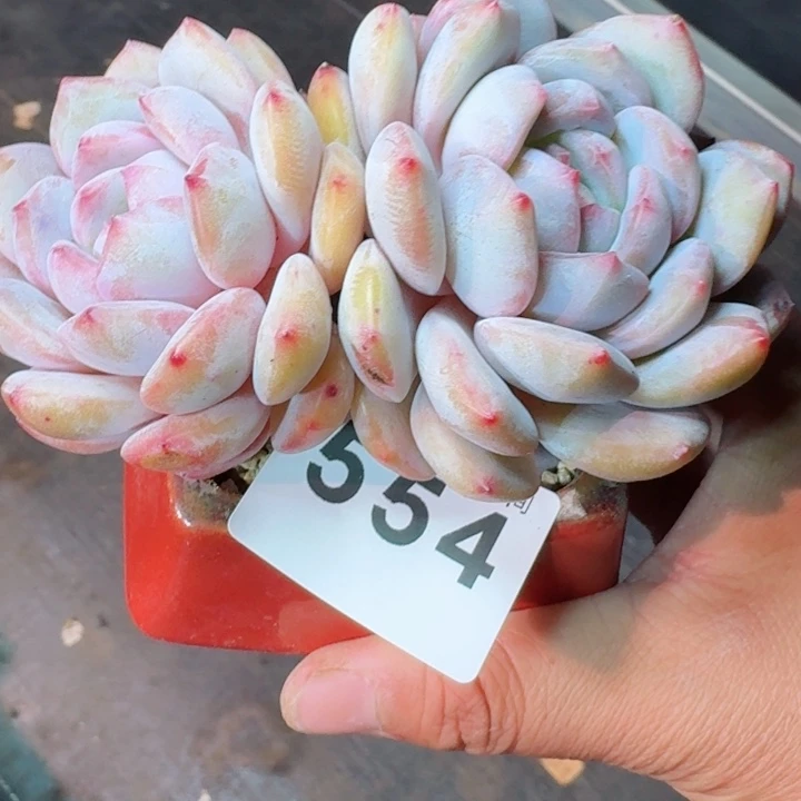 星影         精控精养多肉植物