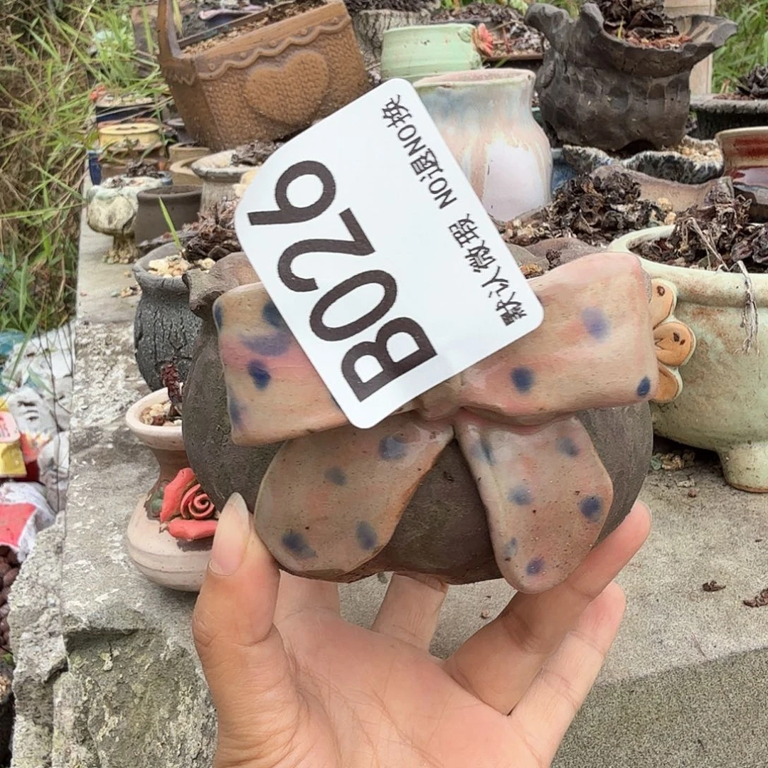 重庆小燕子欢迎大家026