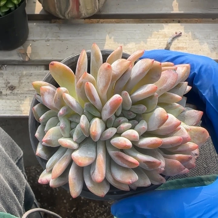 星影橙子朵朵缀五十包邮