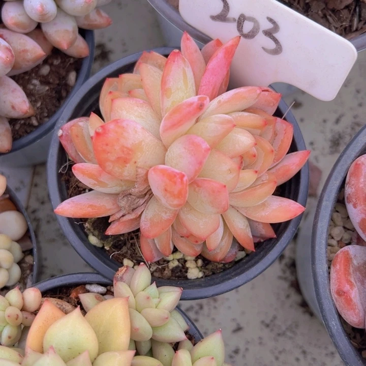 健健康康平平安安